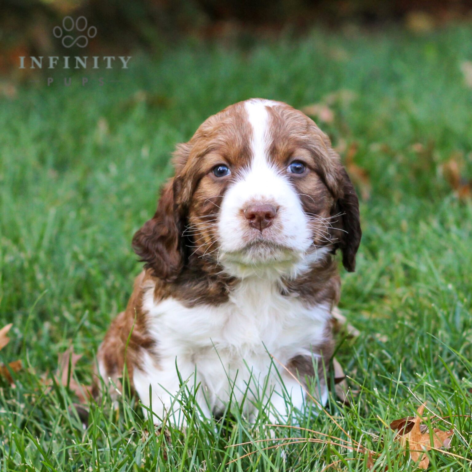 Ritz - AKC English Springer Spaniel puppy for sale