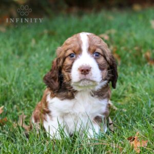 Ritz - AKC English Springer Spaniel puppy for sale
