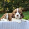 Ritz - AKC English Springer Spaniel puppy