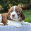 Ritz - AKC English Springer Spaniel puppy lying down