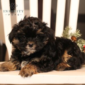 Rover - Shorkie puppy laying