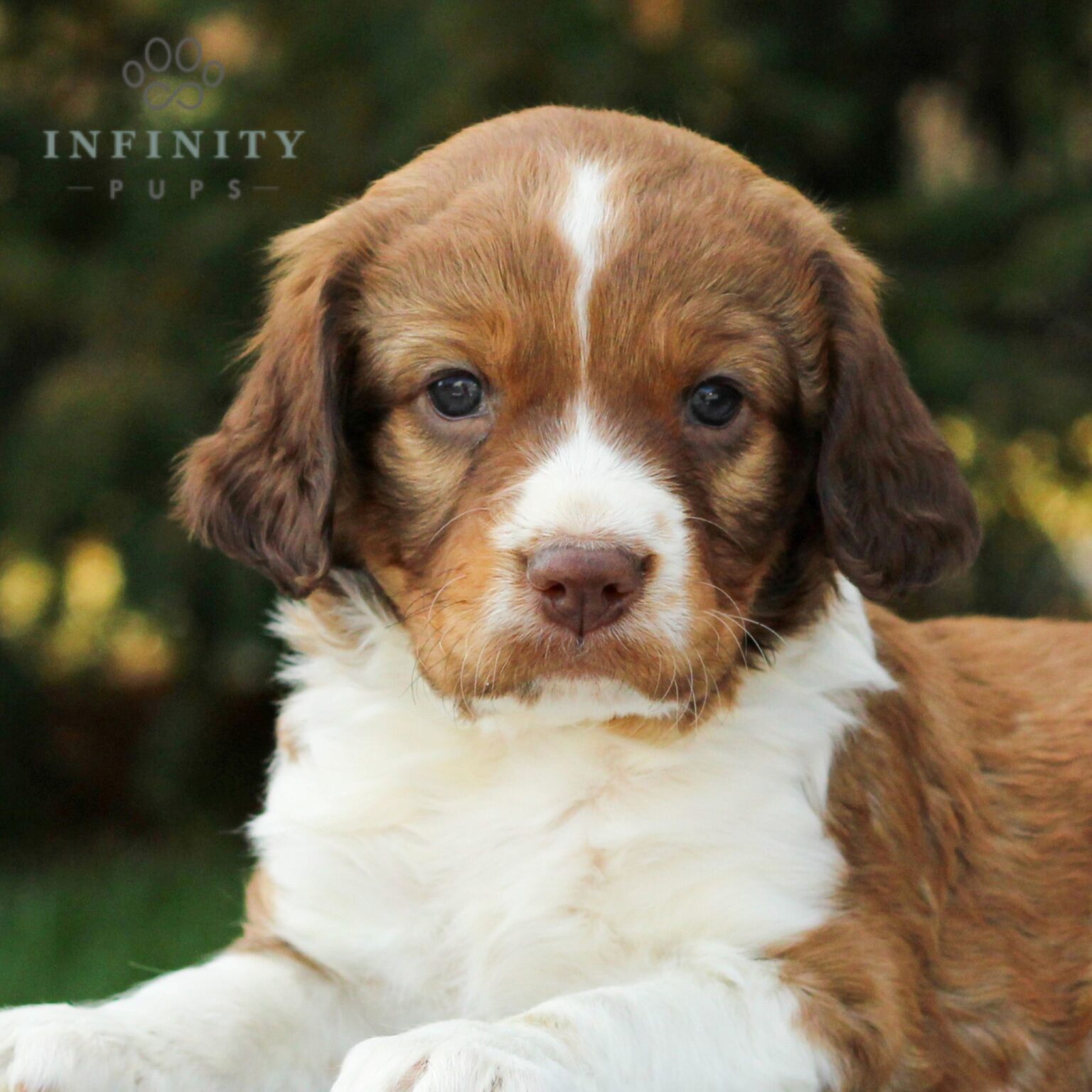 Sprite - AKC English Springer Spaniel puppy