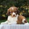 Sprite - AKC English Springer Spaniel puppy for sale