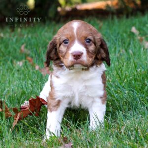 Sprite - AKC English Springer Spaniel puppy sitting
