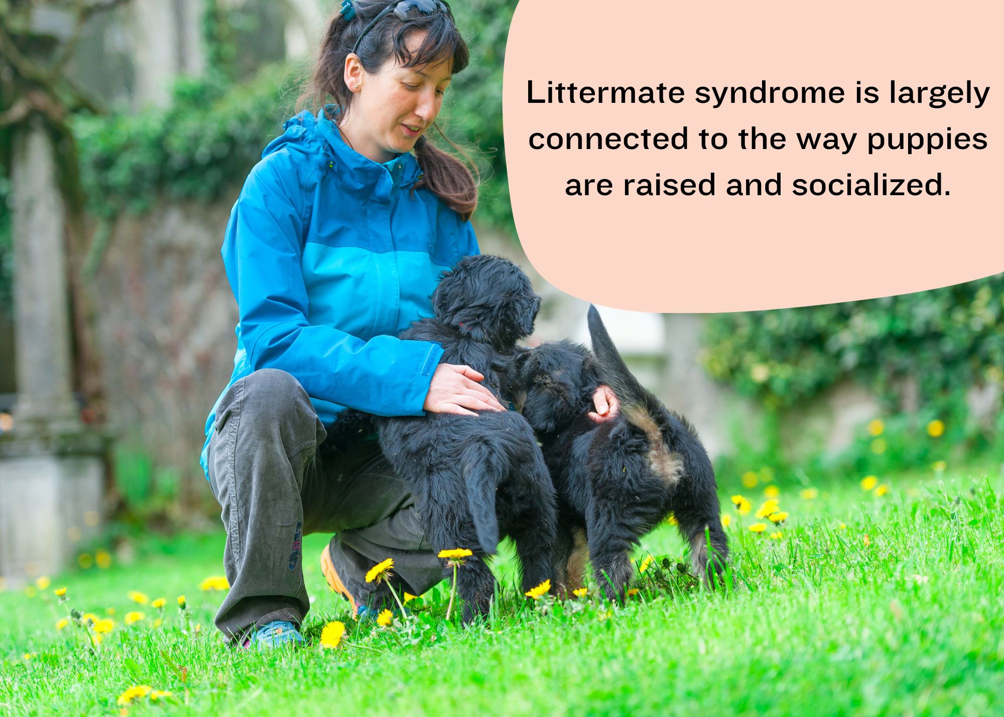 TG 2 (1) littermate syndrome is connected to the way puppies are raised and socialized