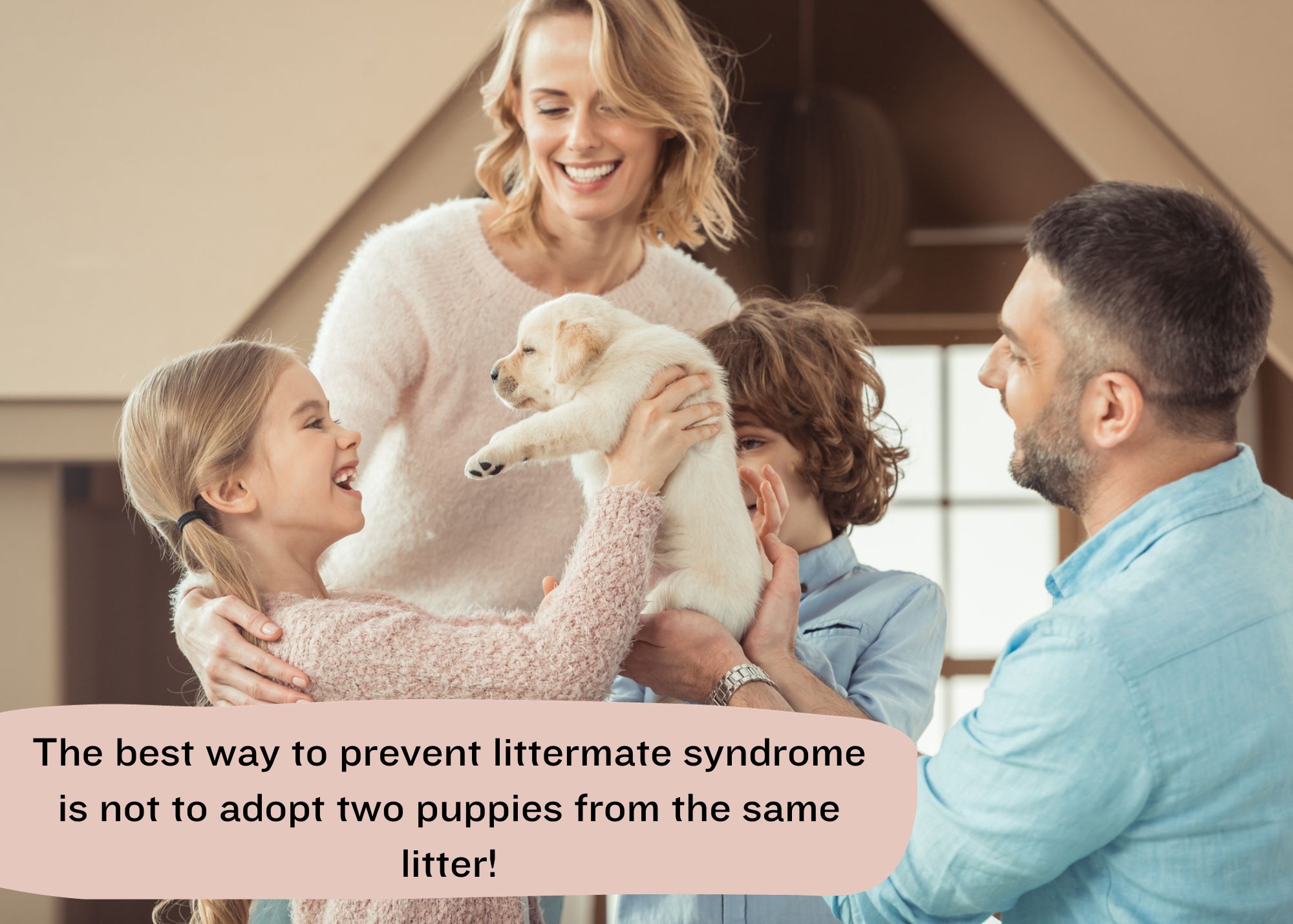 TG 3 Prevent littermate syndrome by not adopting two puppies from the same litter
