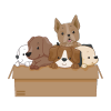 Which dogs can be affected by littermate syndrome