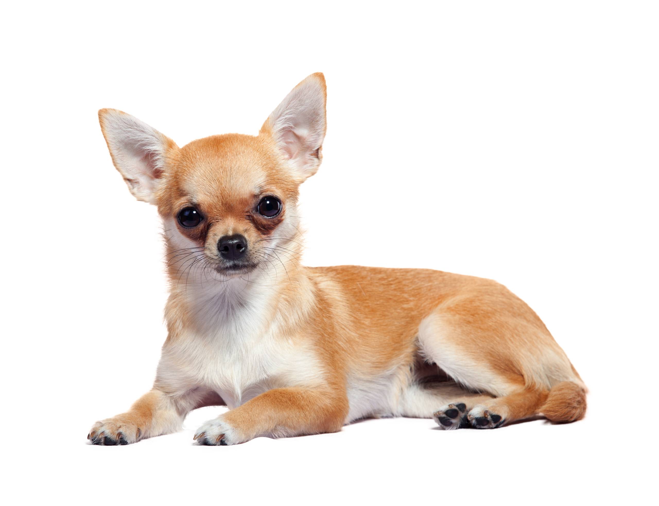 Chihuahua puppies for sale