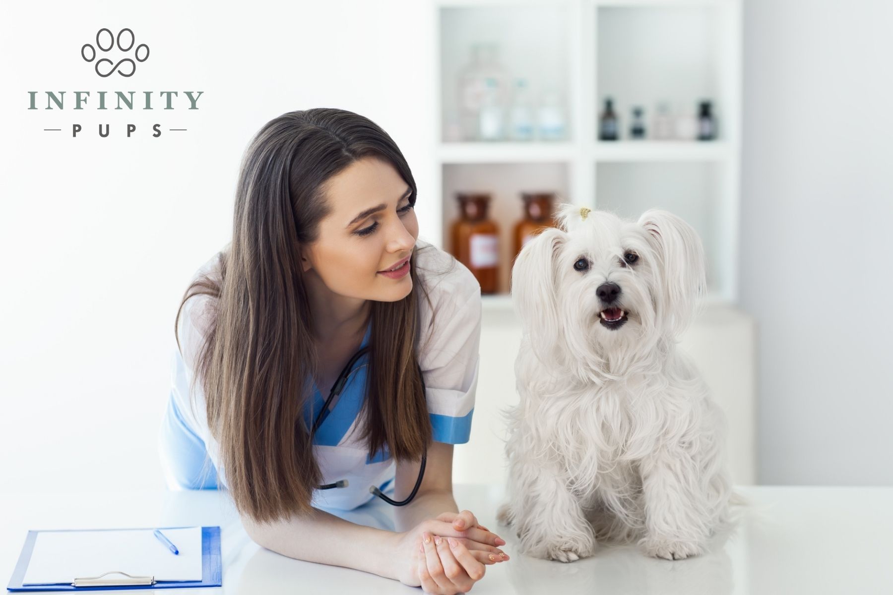 A Beginner’s Guide to Pet Insurance: Answering 8 Commonly Asked Questions 8