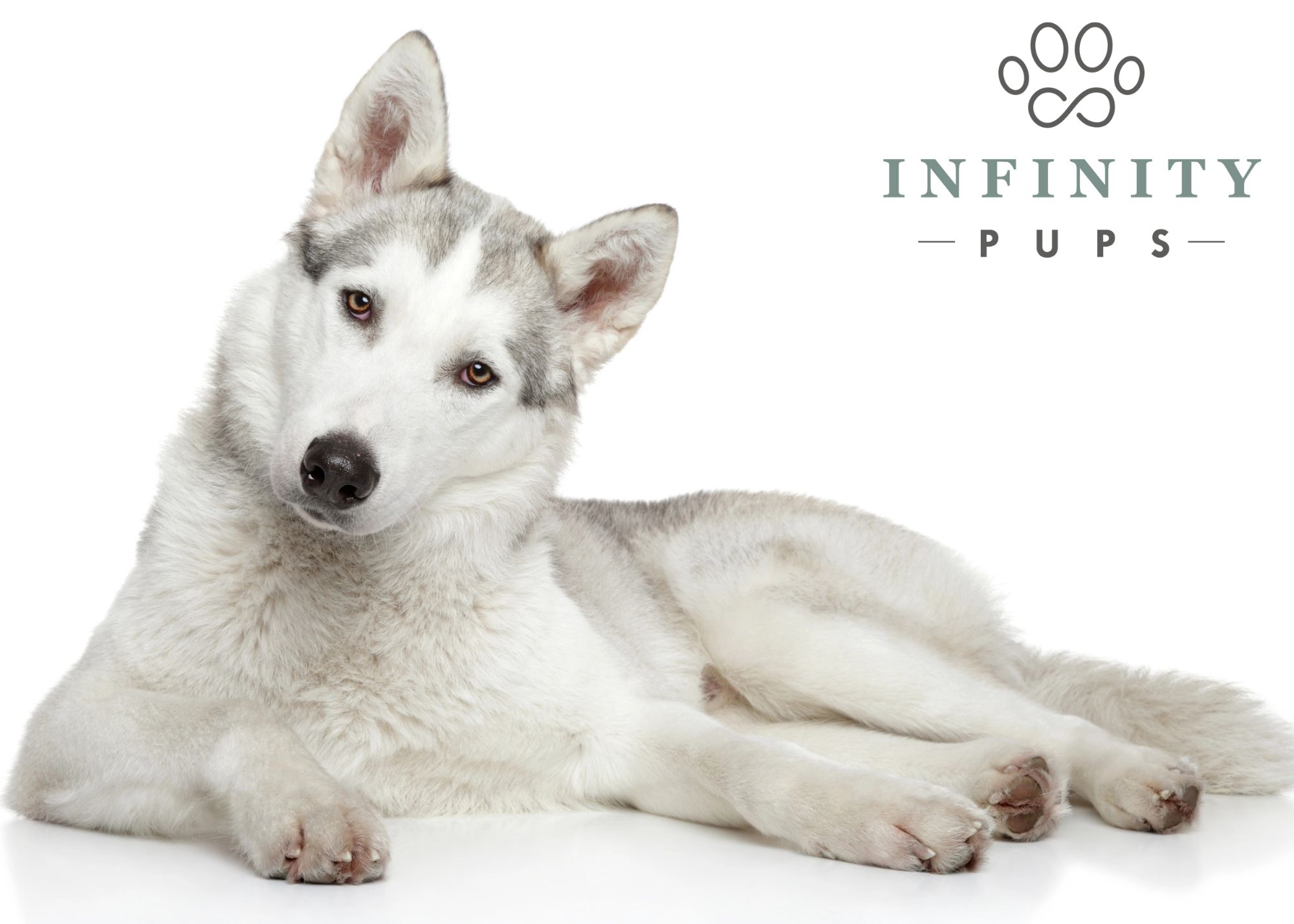 A Guide to Siberian Huskies 7
