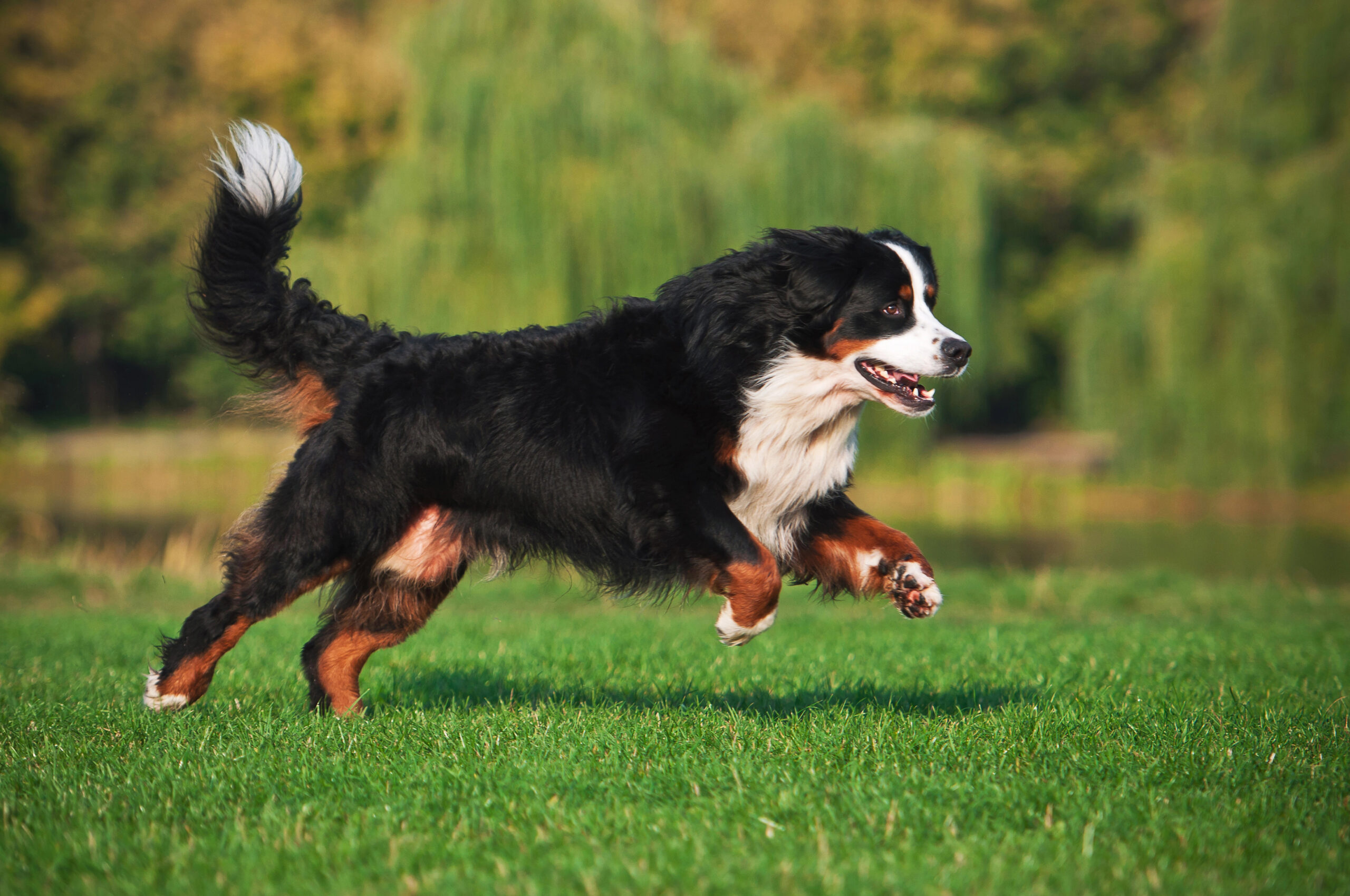 Your Guide to Bernese Mountain Dogs: History, Temperament, and Care 6