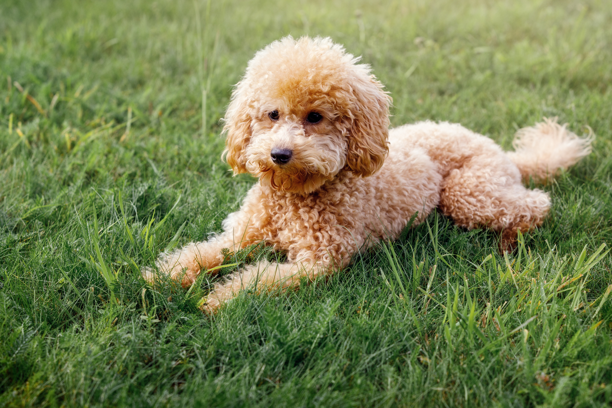 Mini Poodles: A Basic Guide to This Charming Breed 5