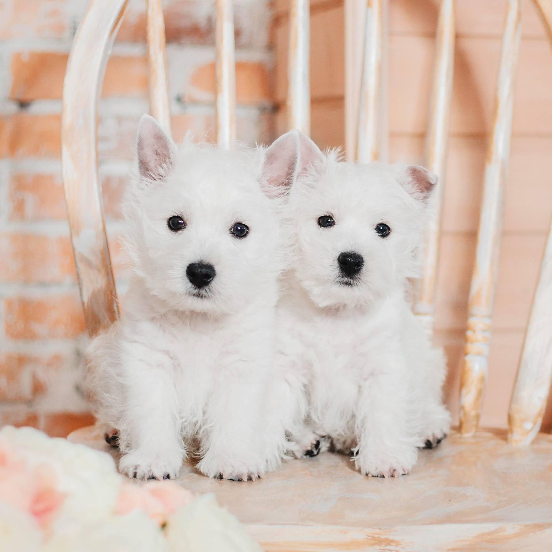 West Highland Terrier puppies for sale
