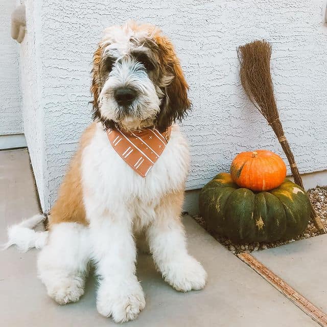 Saint Berdoodle puppies for sale