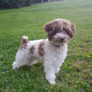 Sparkles – F1's father, a Toy Poodle