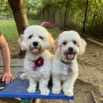 We adopted Harley (formerly Hailey 1