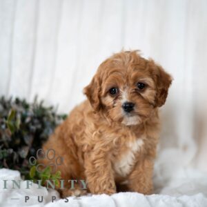Breeds - Alt 2