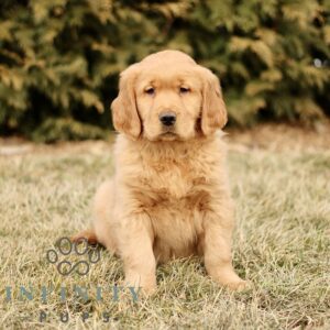Breeds - Alt 24