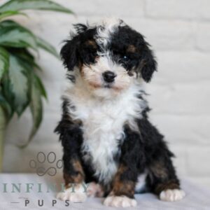 Breeds - Alt 2