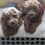 Hazel and Harley, I went 3