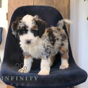Breeds - Alt 20