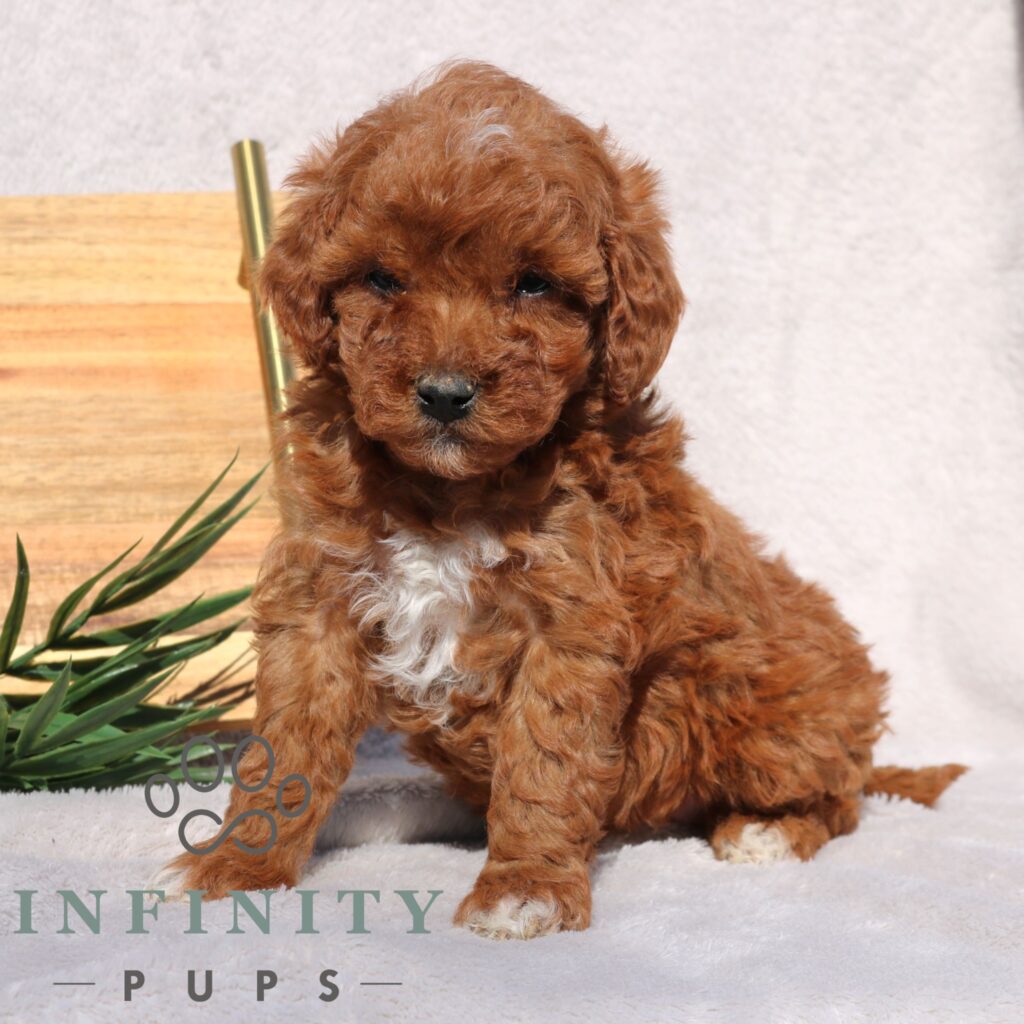 Ginger F (3)
