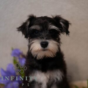 Breeds - Alt 15