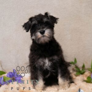 Breeds - Alt 24