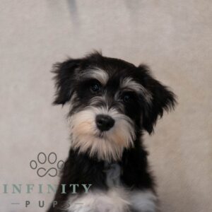Breeds - Alt 14