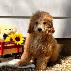 Breeds - Alt 2