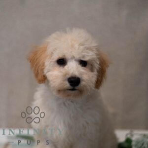 Breeds - Alt 20