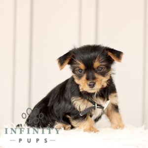 Breeds - Alt 20