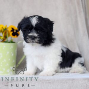 Breeds - Alt 2