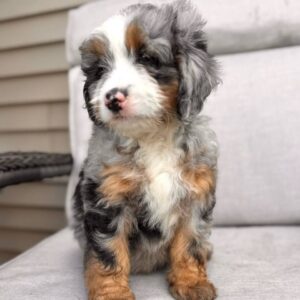 Breeds - Alt 25