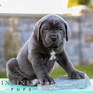 Breeds - Alt 14
