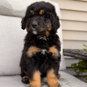 Breeds - Alt 23