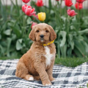 Breeds - Alt 10