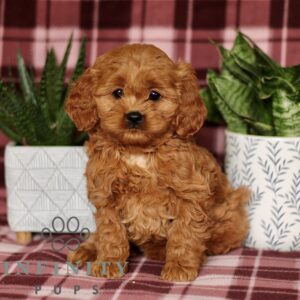 Breeds - Alt 24