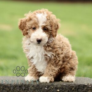 Breeds - Alt 1