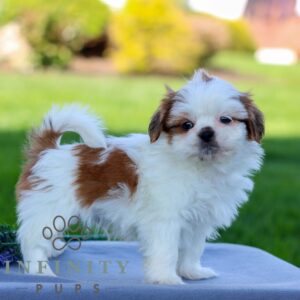 Breeds - Alt 11