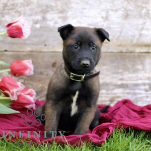 Breeds - Alt 19