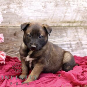 Breeds - Alt 11