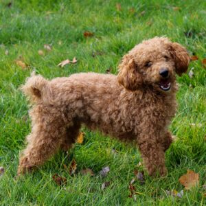 Tulip – f1's father, a Mini Poodle