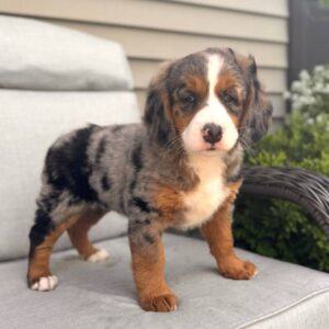Breeds - Alt 19