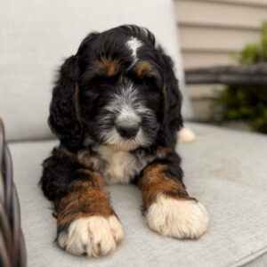 Breeds - Alt 2