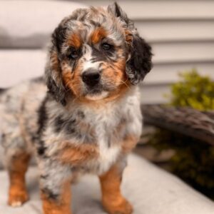 Breeds - Alt 20