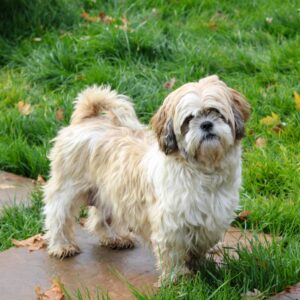 Tulip – f1's mother, a Shih-tzu