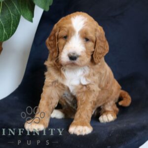 Breeds - Alt 23