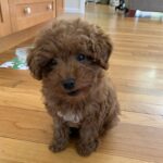 I bought my mini goldendoodle 25 I bought my mini goldendoodle 25