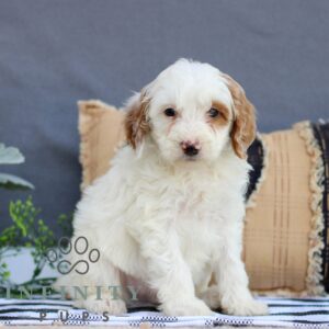 Breeds - Alt 26